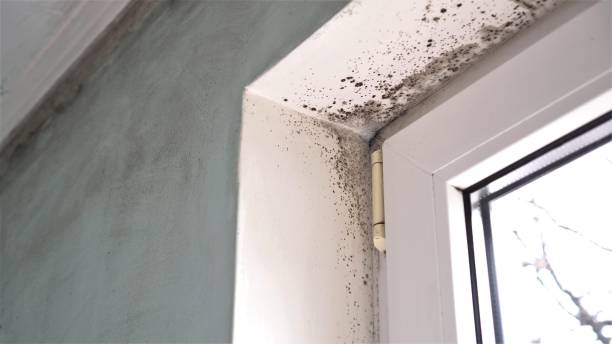 Best Residential Mold Remediation in Riverview, DE
