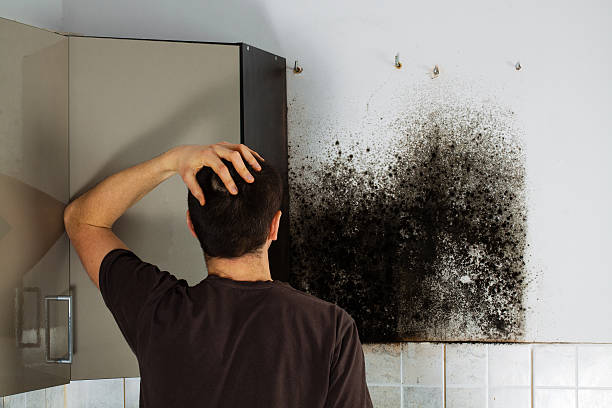 Best Crawl Space Mold Remediation in Riverview, DE